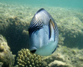   WHO ARE YOU GUY Chirurgien zbr Acanthurus sohalShams Alam Egypt.July 2007.Olympus u770 SW. Egypt. Egypt 2007. 2007 SW  